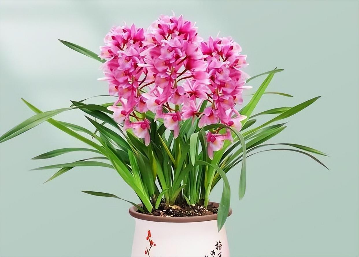 香妃兰是"香花之首",花色艳丽,香气扑鼻,养护简单,花期长