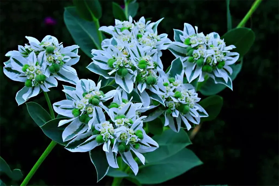 高山积雪又称"叶上白",花不开在枝头,而是开在叶面上