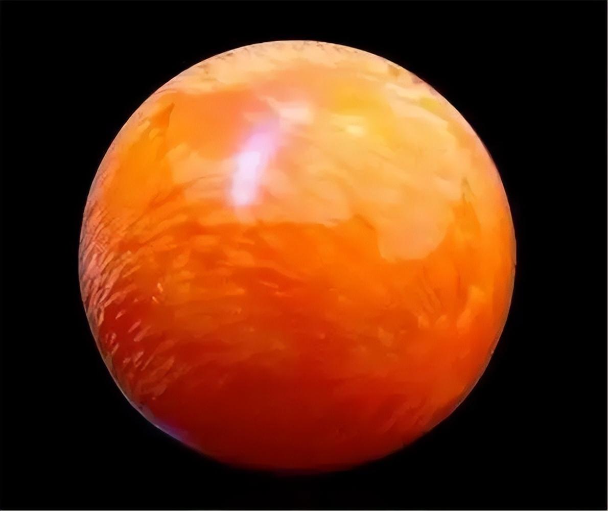 吃海螺吃出"黄金珠"