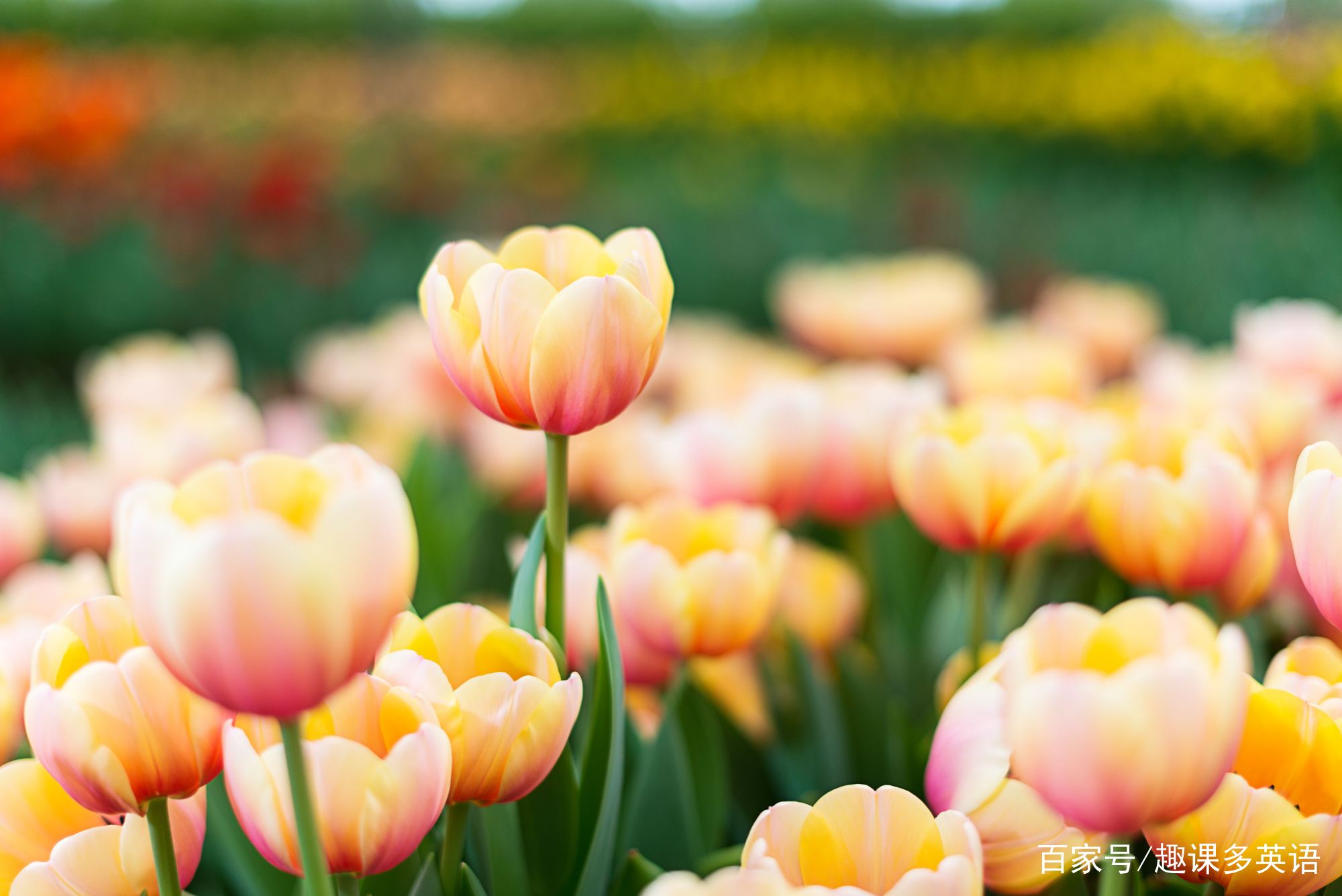开花 可别翻译成open Flower 应该这样说 开花 可别翻译成open Flower 应该这样说