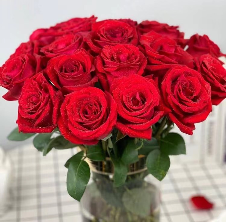 卡罗拉玫瑰:爱情的完美诠释