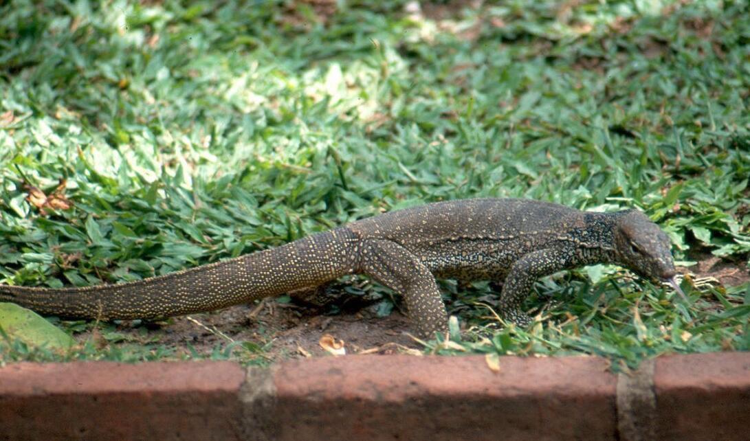 带着宠物去旅行#1 科莫多巨蜥外貌特征:科莫多巨蜥为已知现今存在
