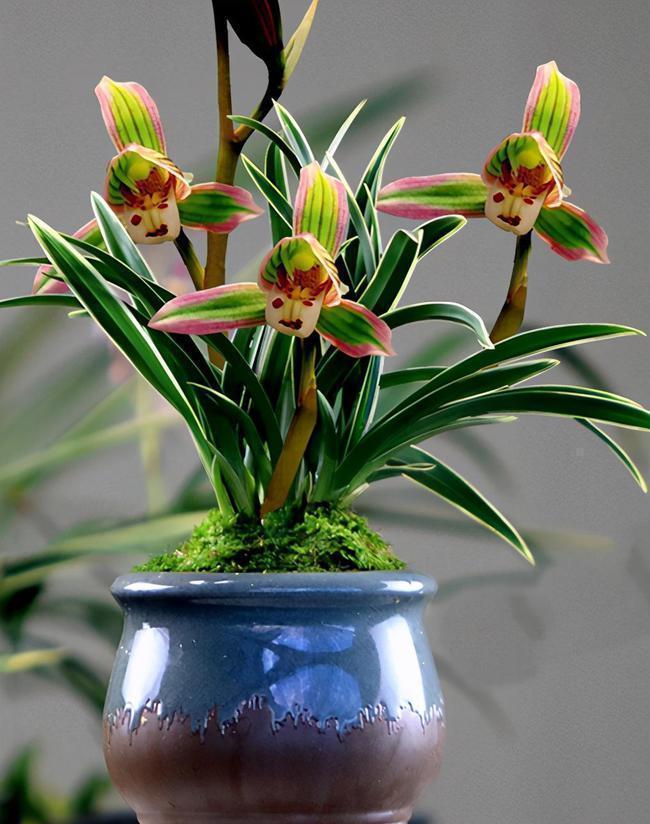 此兰很多人没见过,一花双色,兰香浓郁,叶带金边,是兰中新贵