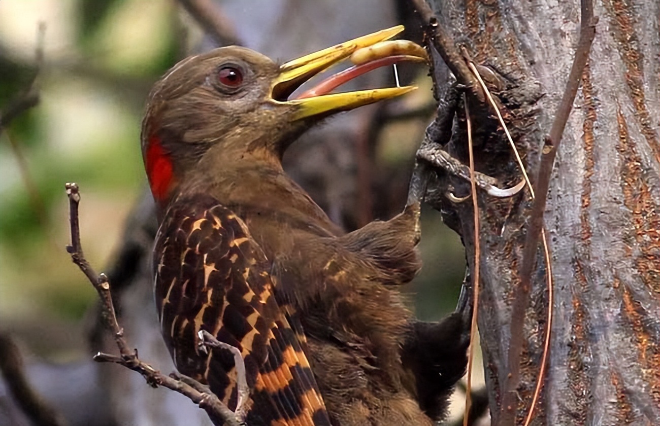 啄木鸟毁树,吃幼鸟,益鸟的口碑要被反转?
