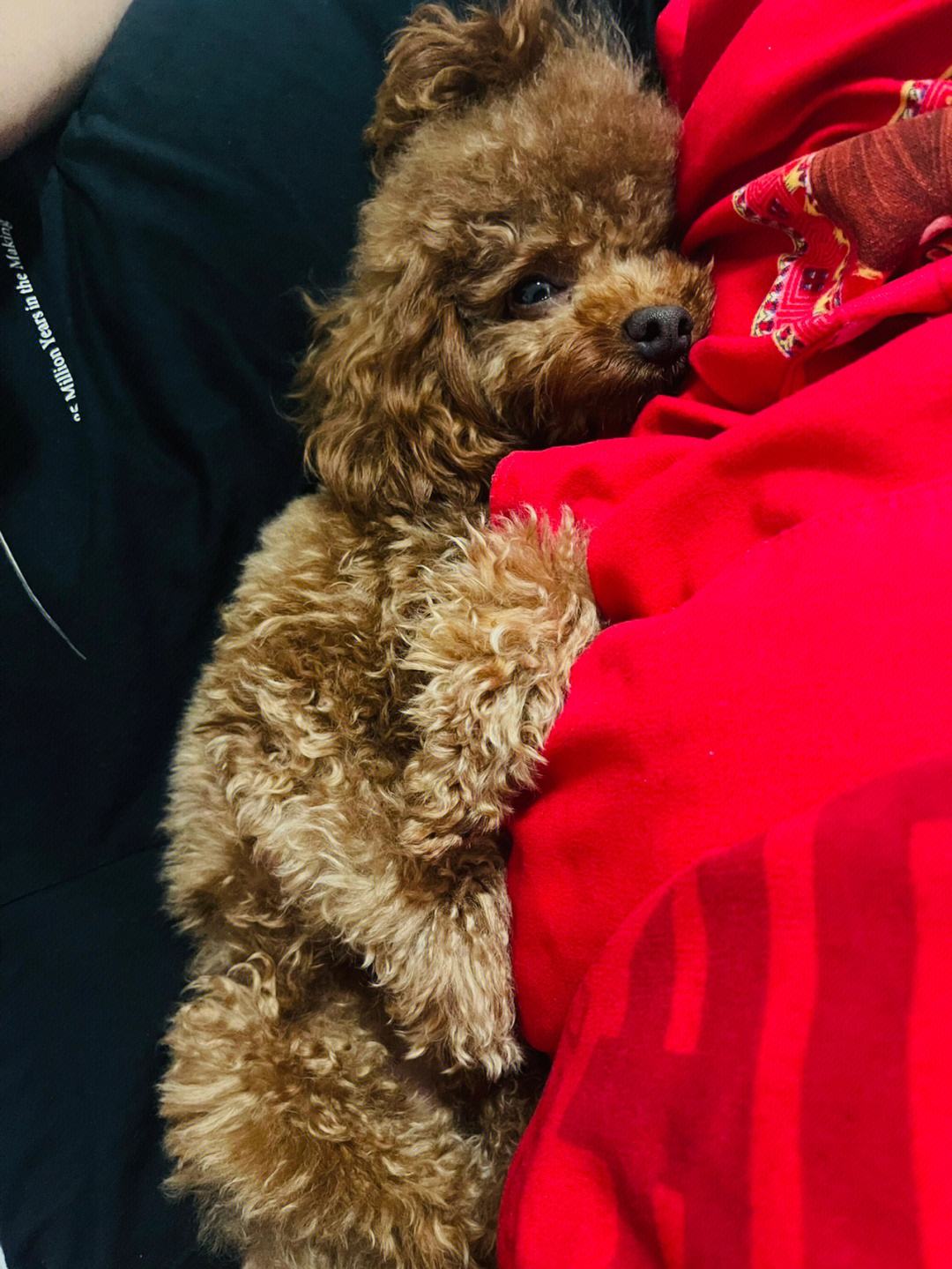 菜市场捡到一只流浪泰迪,满身泥像怪物,洗完澡颜值令人惊艳