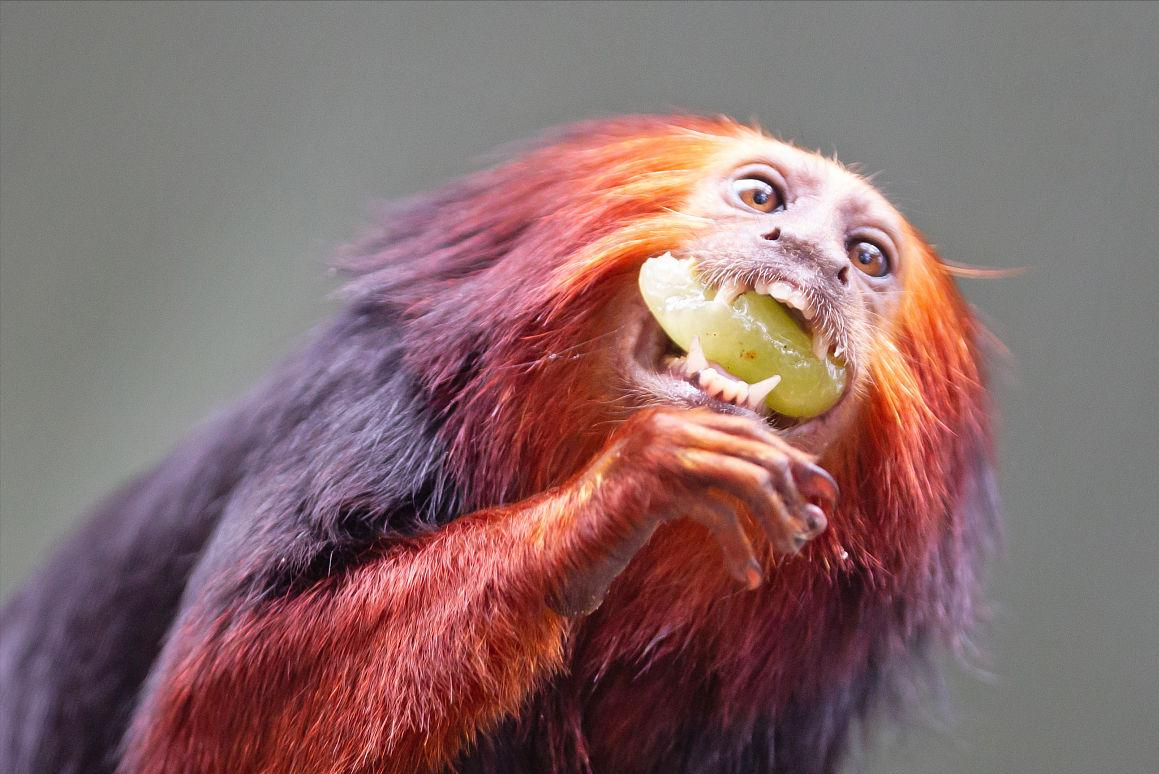 红柳娃 baijiahao.baidu.com