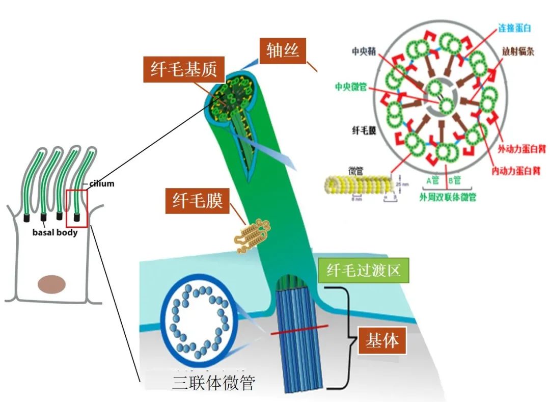 【科学普及】纤毛——细胞的"船桨"与"天线"