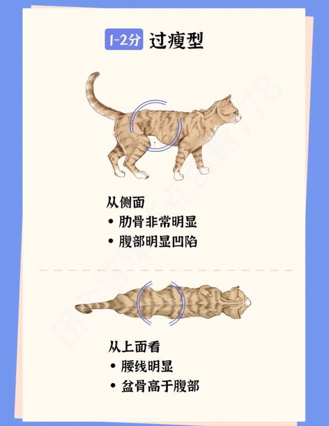 教你如何判断猫咪体型
