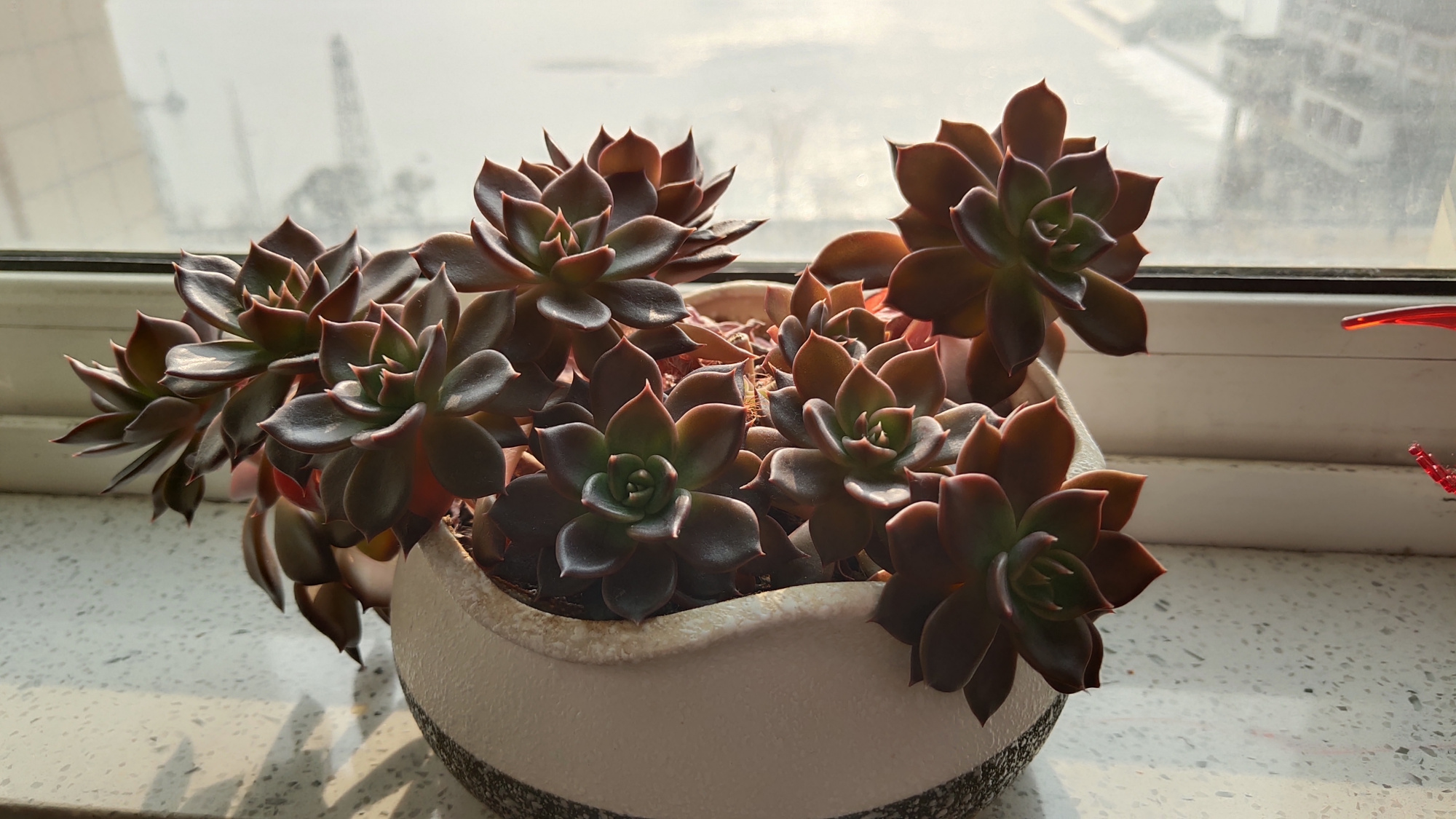 我家的多肉黑王子,最多12个头,彰显出强大的生命自愈能力