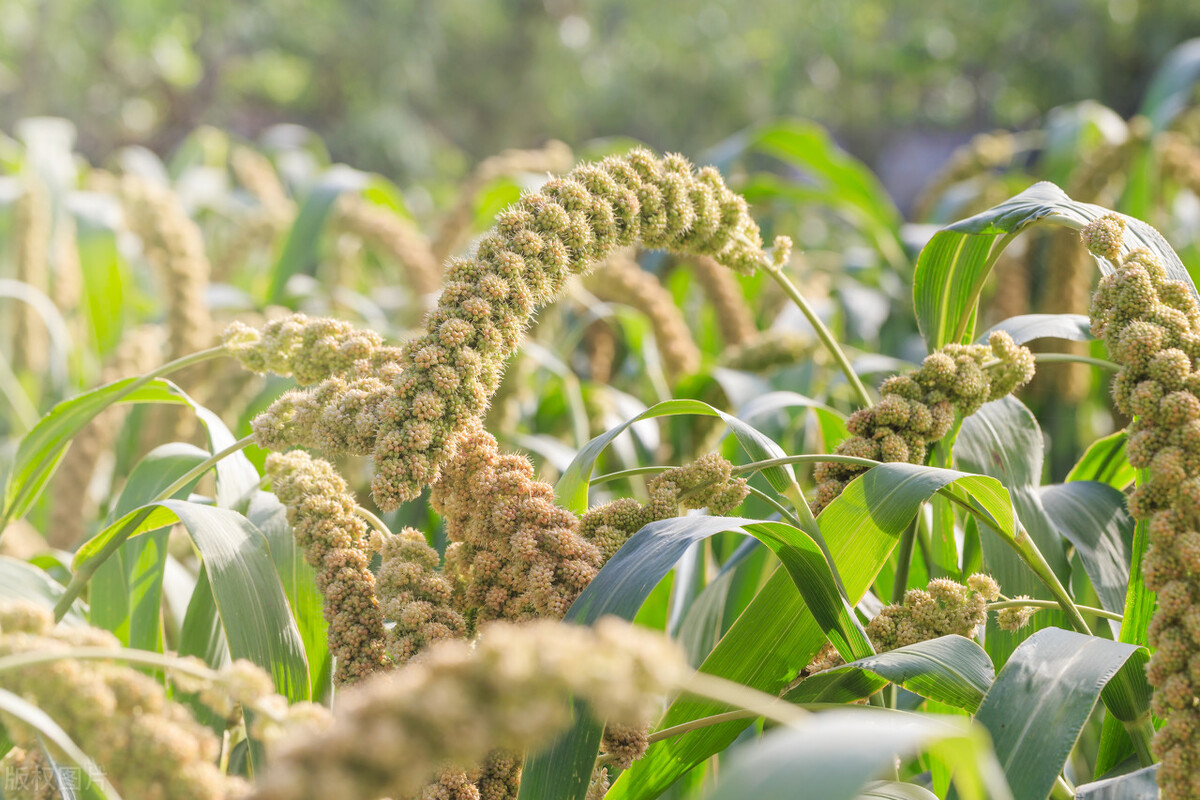 小米,兴县人的主要粮食,也是当地的特色农产品