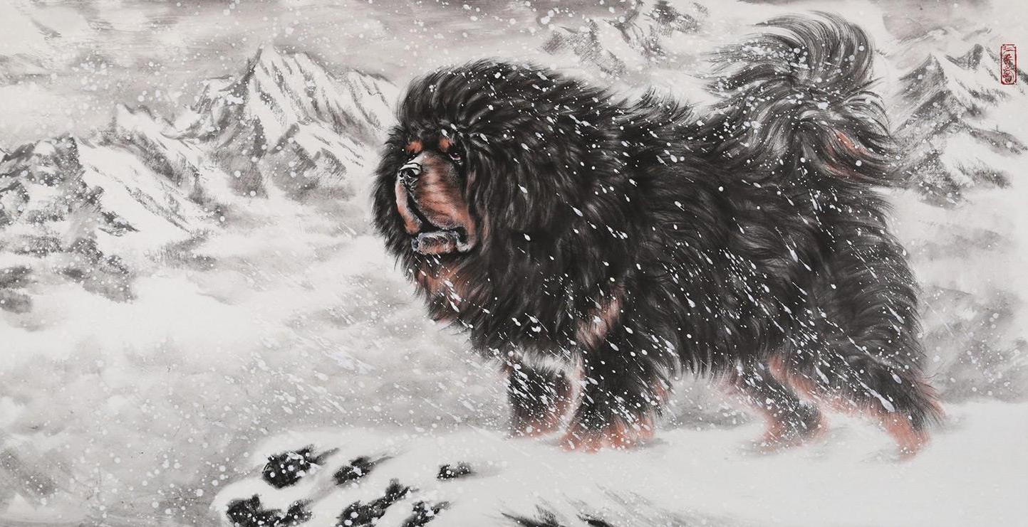 中国第一藏獒,曾被3000万买走,现在怎么样了