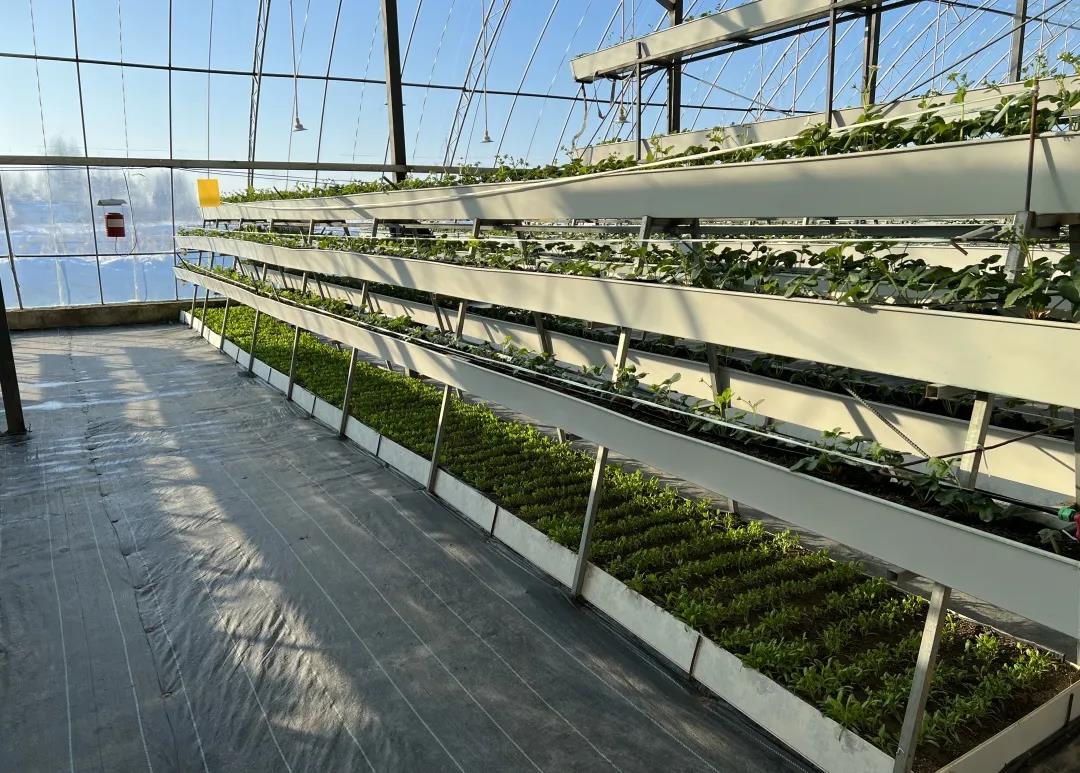 红草莓绿蔬菜智能温室大棚变身冬日聚宝盆