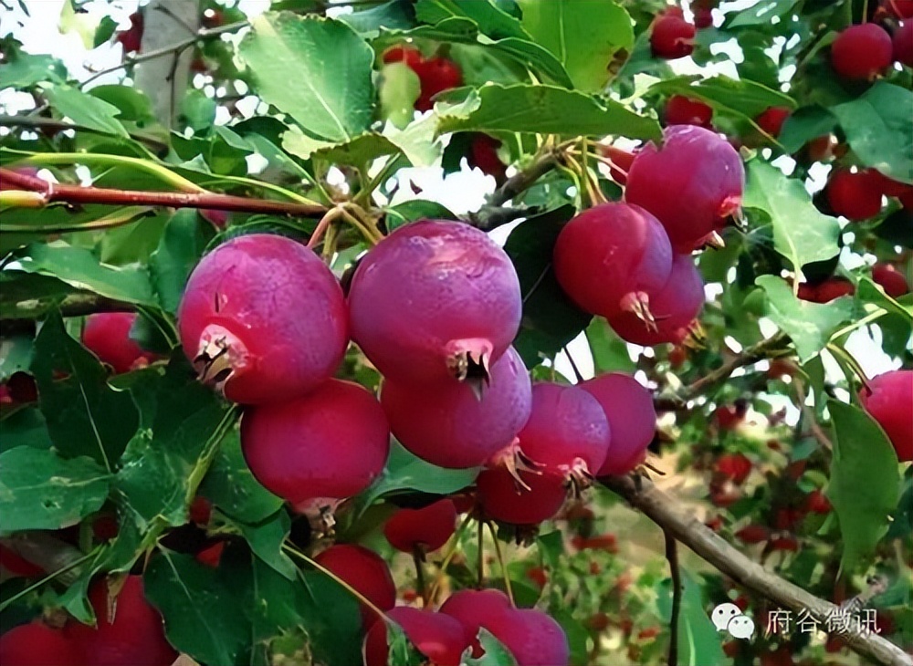 海红果开花图片图片