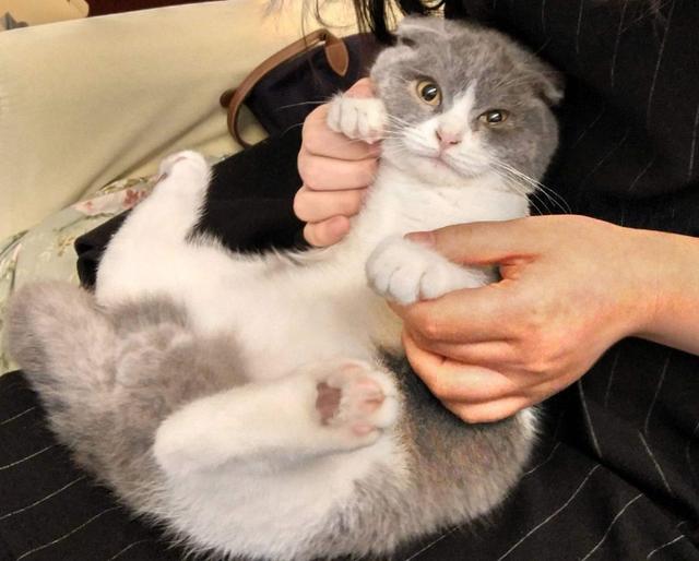 抱猫的4种方式,主人学会了,猫咪不挣扎!