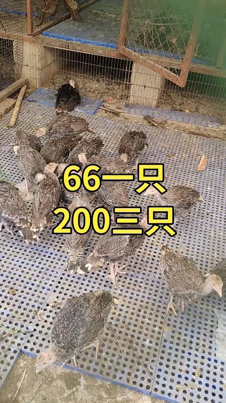 火鸡苗多少钱一只