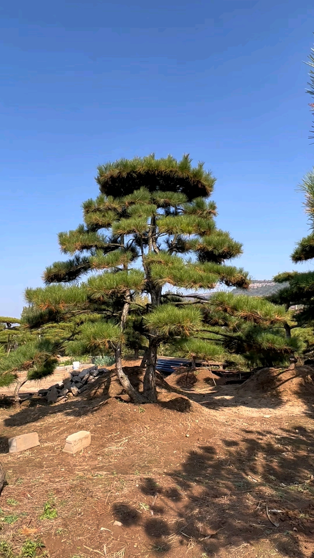 造型松 造型油松 造型黑松 基地直销