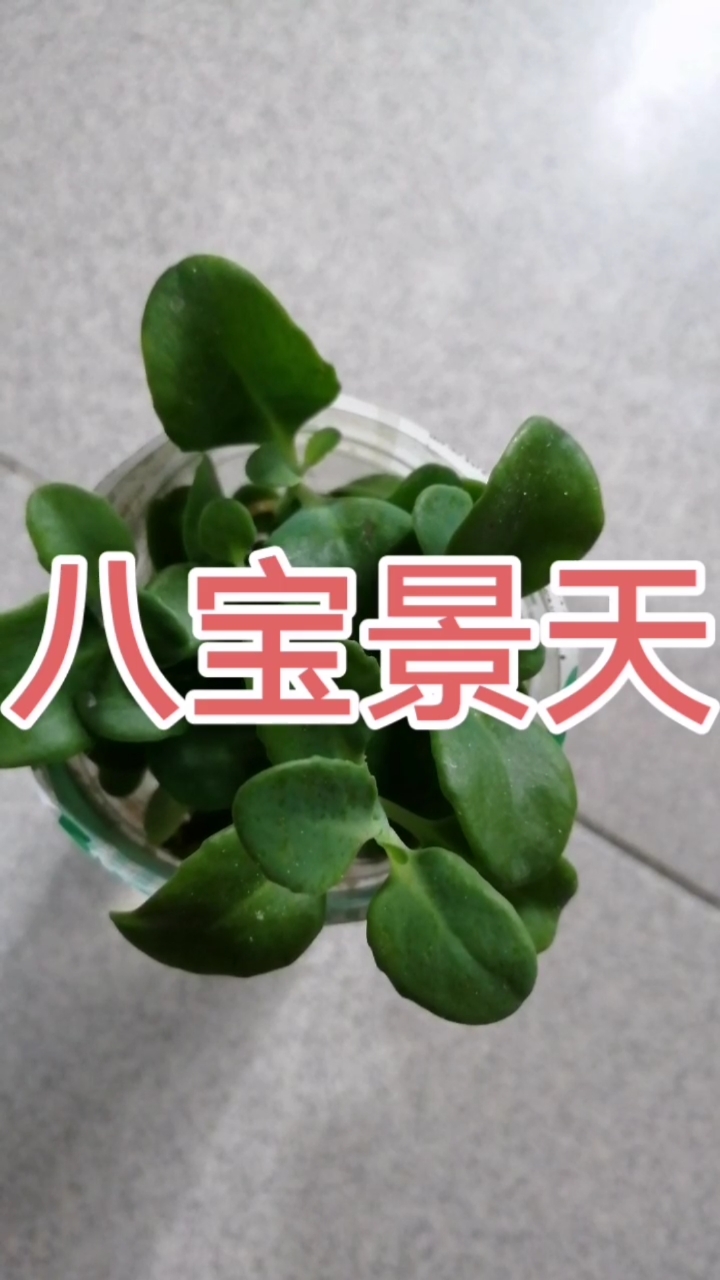 八宝景天的别名:活血三七,蝎子草,是景天科多肉植物.-度小视