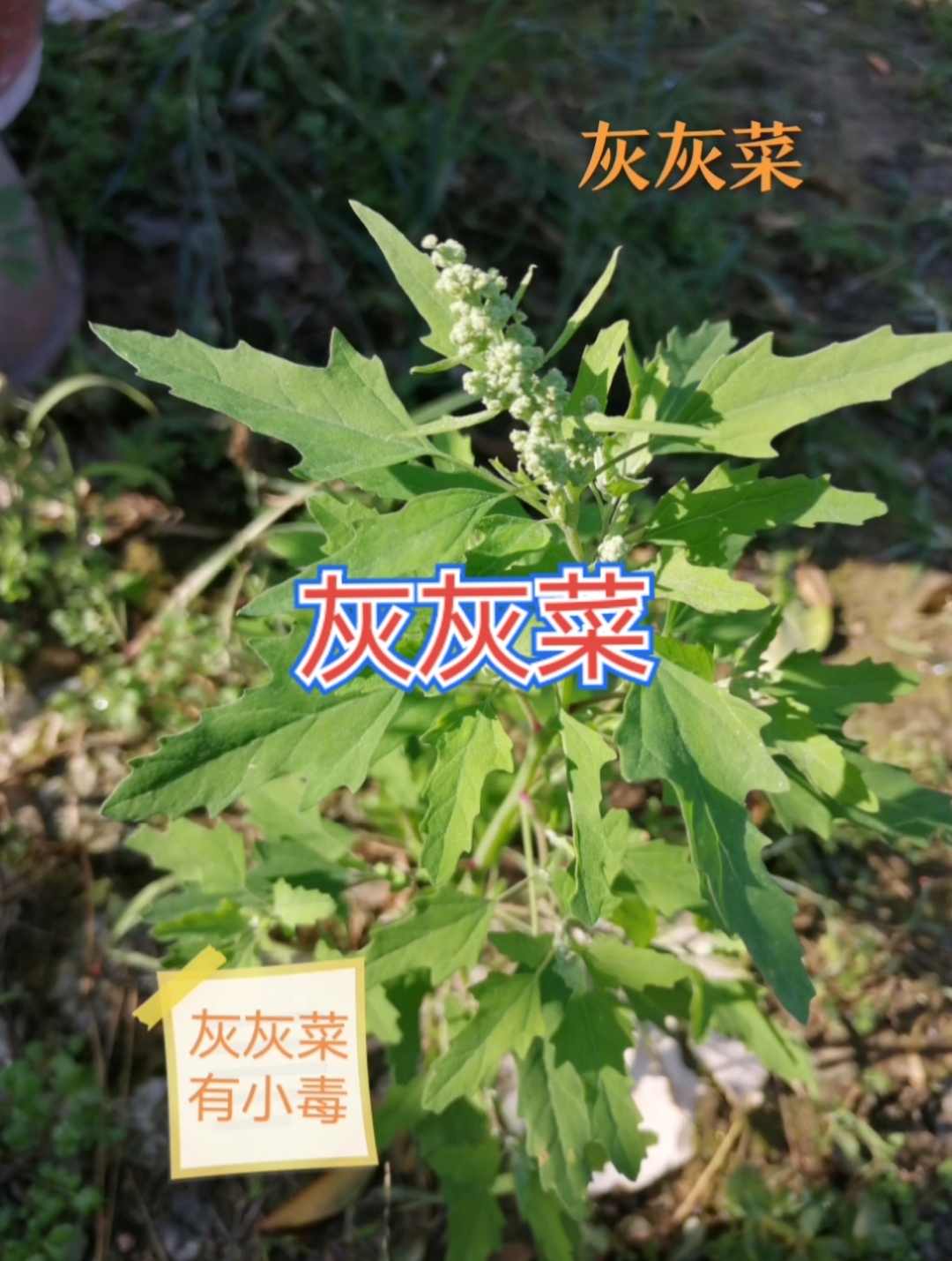 灰灰菜一种是全株绿色无毒;一种是叶子正面绿色背面紫色,有毒.