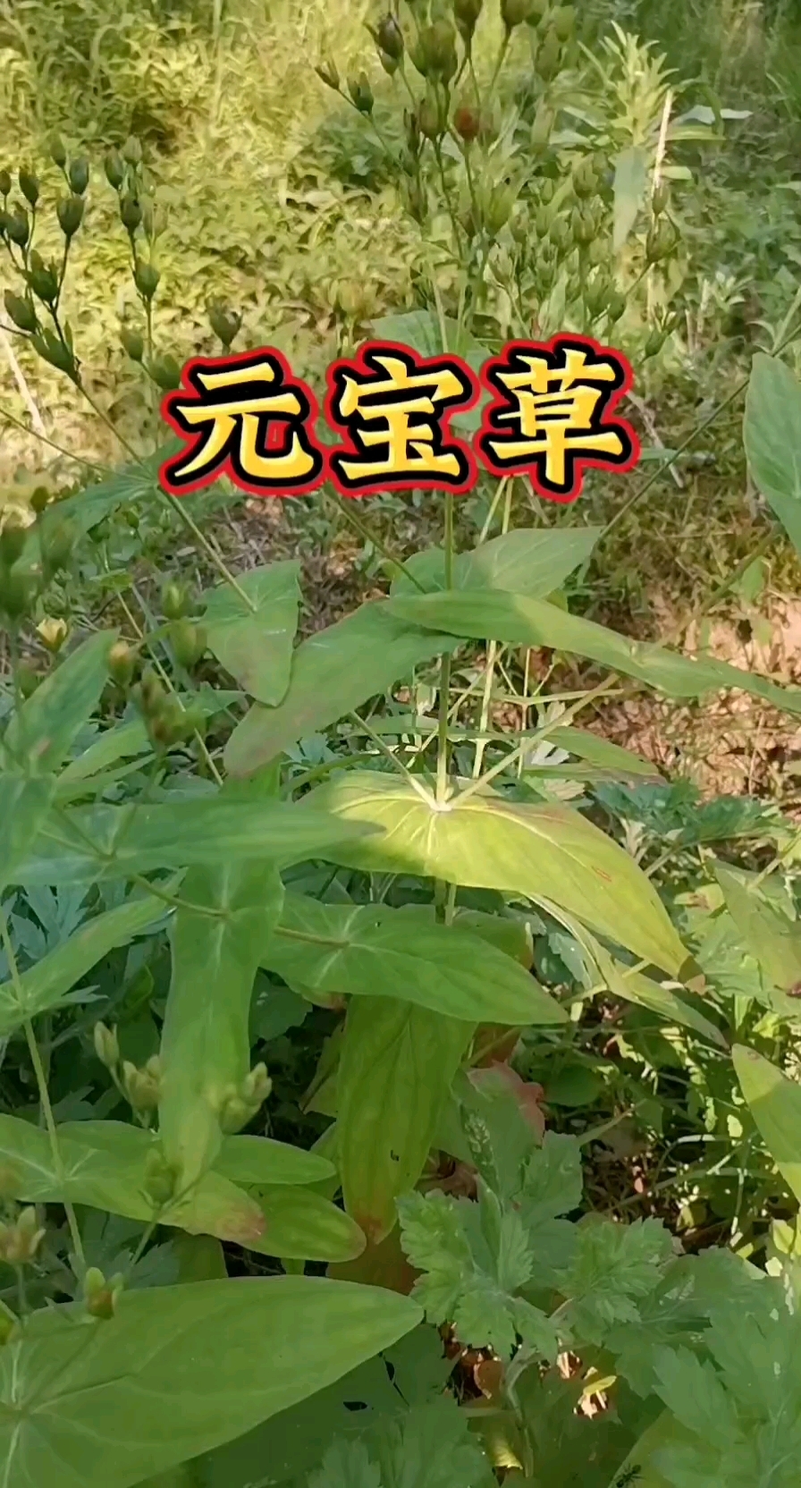 元宝草,对叶草,大家见过吗