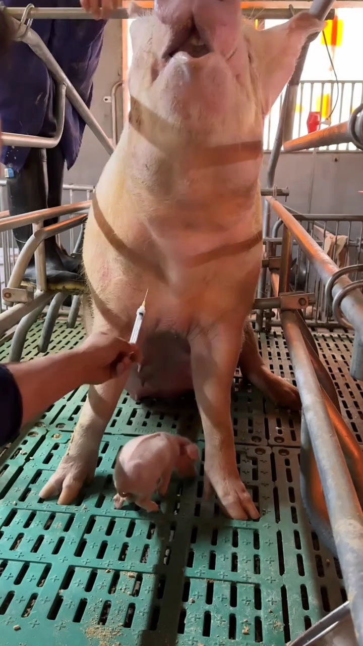 母猪前腔采血