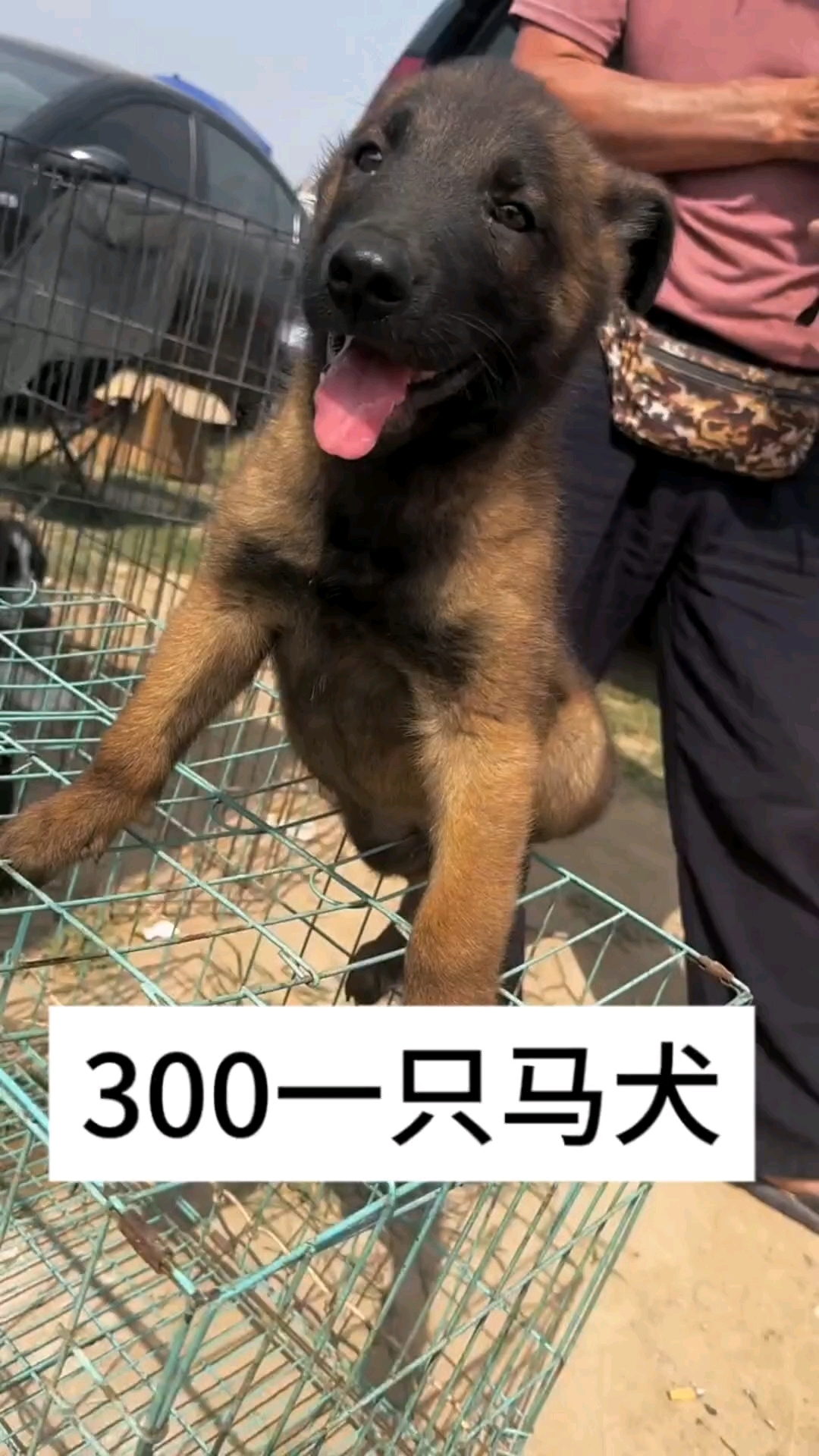 300一只纯种小马犬