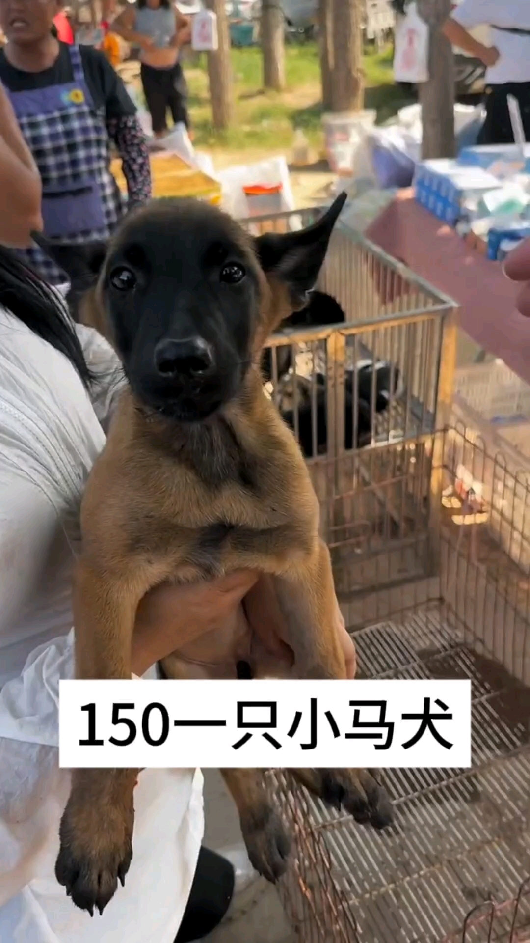 150一只纯种小马犬