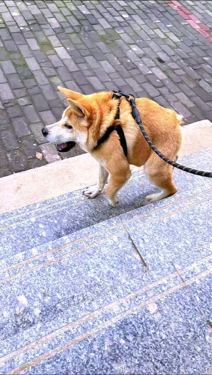 卡西莫多犬狗子叫土豆