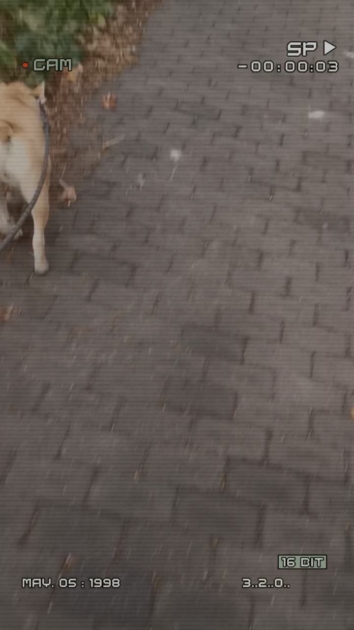 卡西莫多犬狗子的日常生活