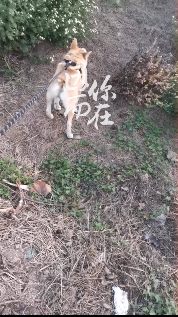 两厢狗卡西莫多犬