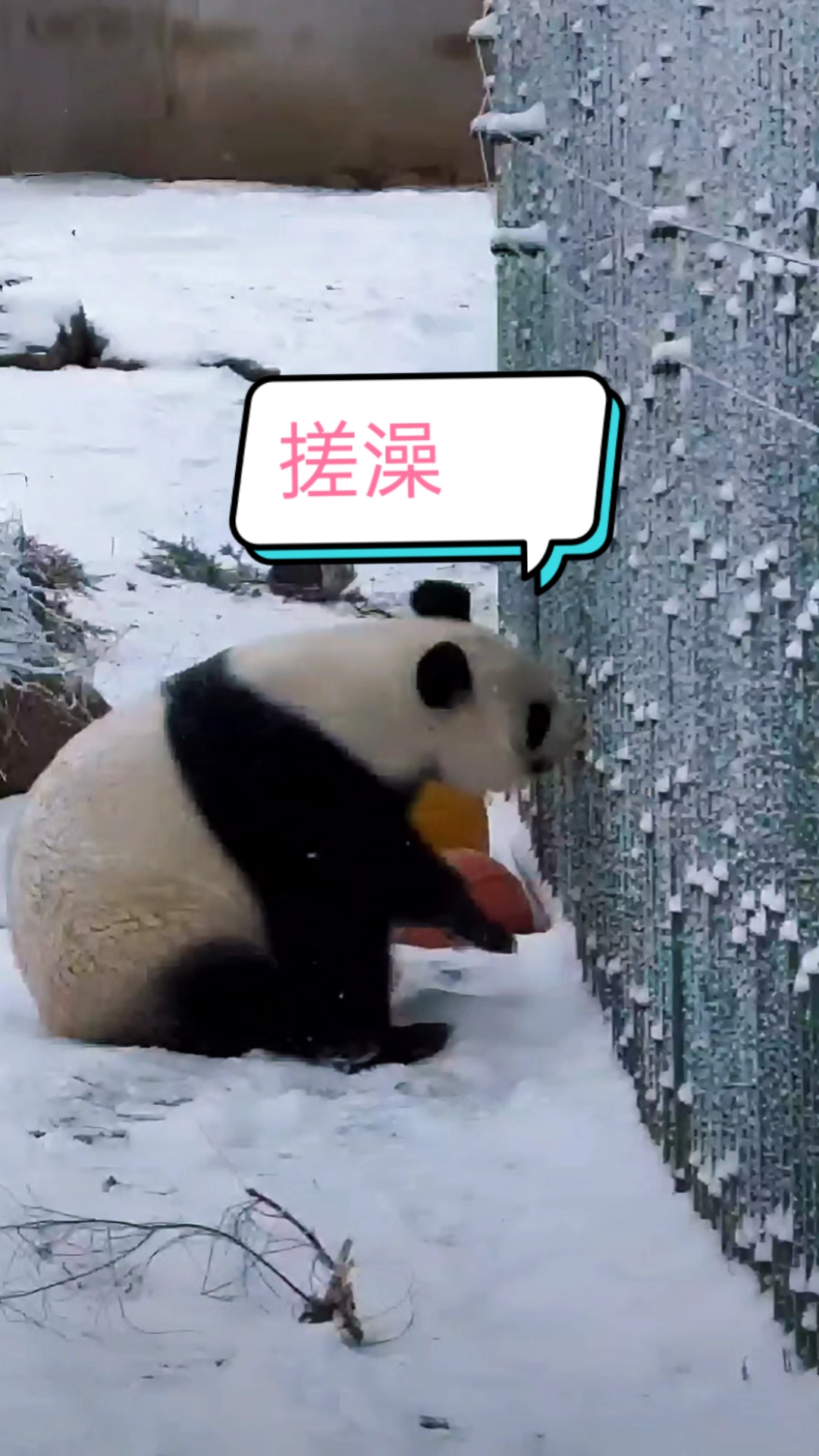大熊猫冰华在雪中给浦浦搓澡了,恭喜浦浦荣升东北搓澡文化代言熊