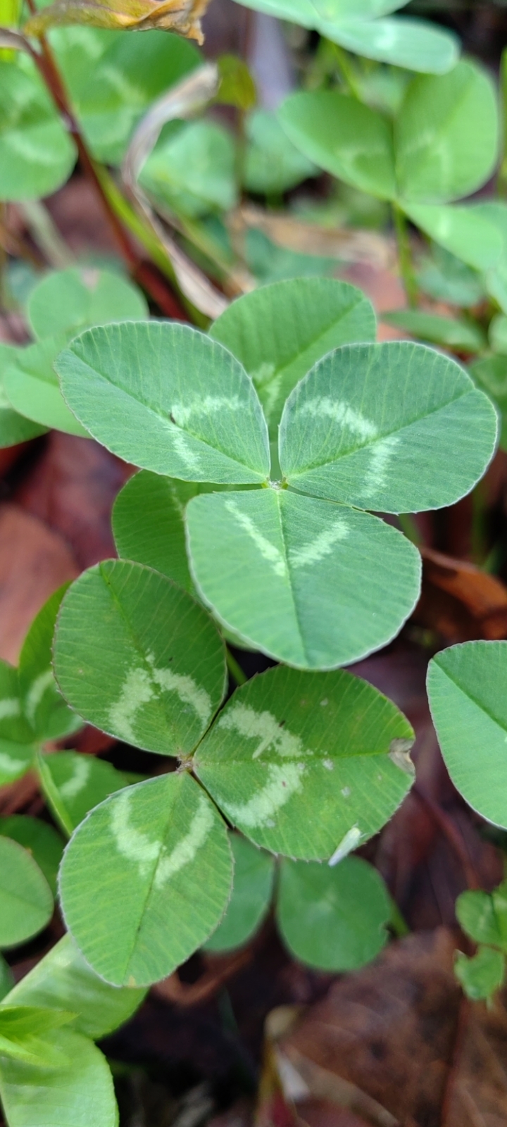 路边的花花草草真好看,这种应该是白花苜蓿草吧