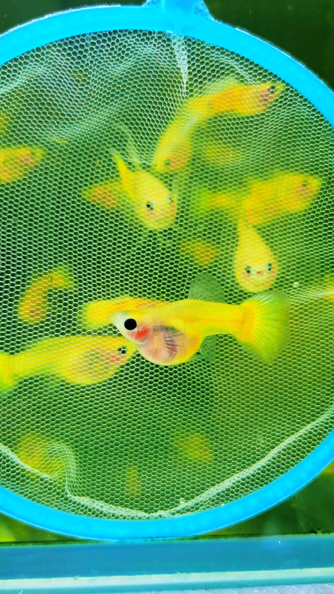 黄金玻璃猫 普通体 大c体 孔雀鱼