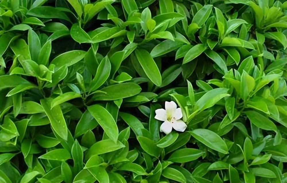 非洲茉莉花的养殖方法和注意事项