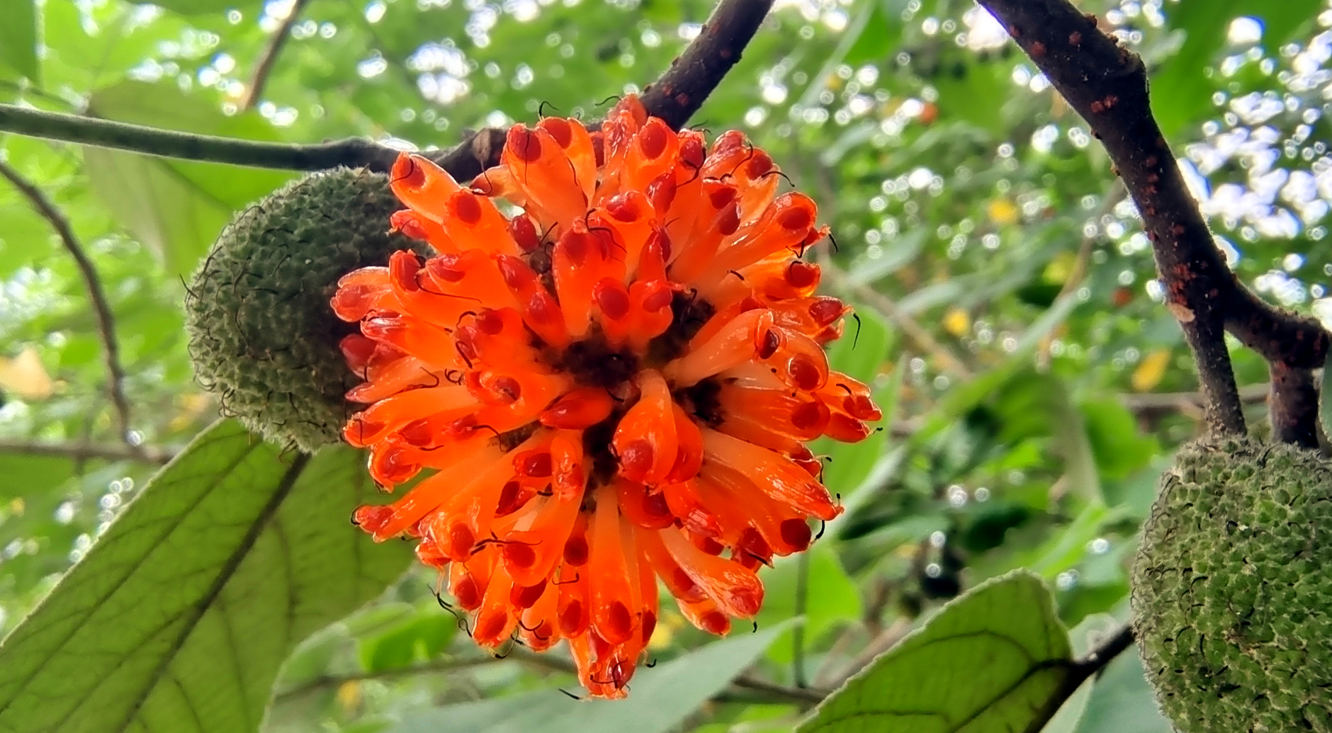 构树结的红果果成熟,鸟儿争抢啄食,却不知它的作用这么多?