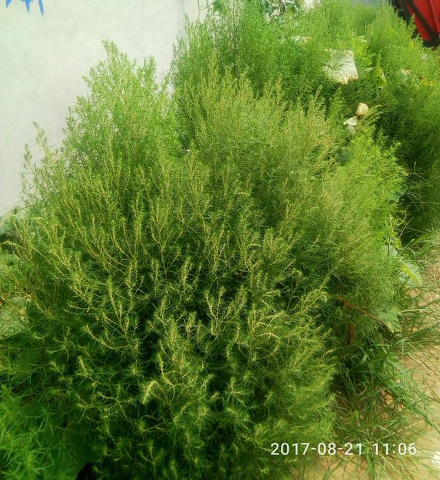 探讨人们药食可用的野生植物~铁蒿!