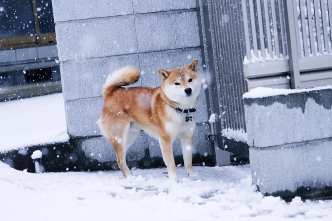 柴犬腳趾縫發炎用什麼藥?這些藥物,家中要常備