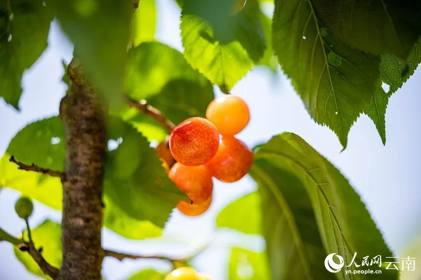 有一种叫云南的生活|本周日邀你畅游昭通鲁甸樱桃文化旅游节