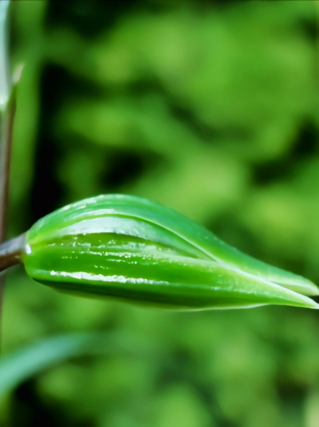 適合新人養的茶花