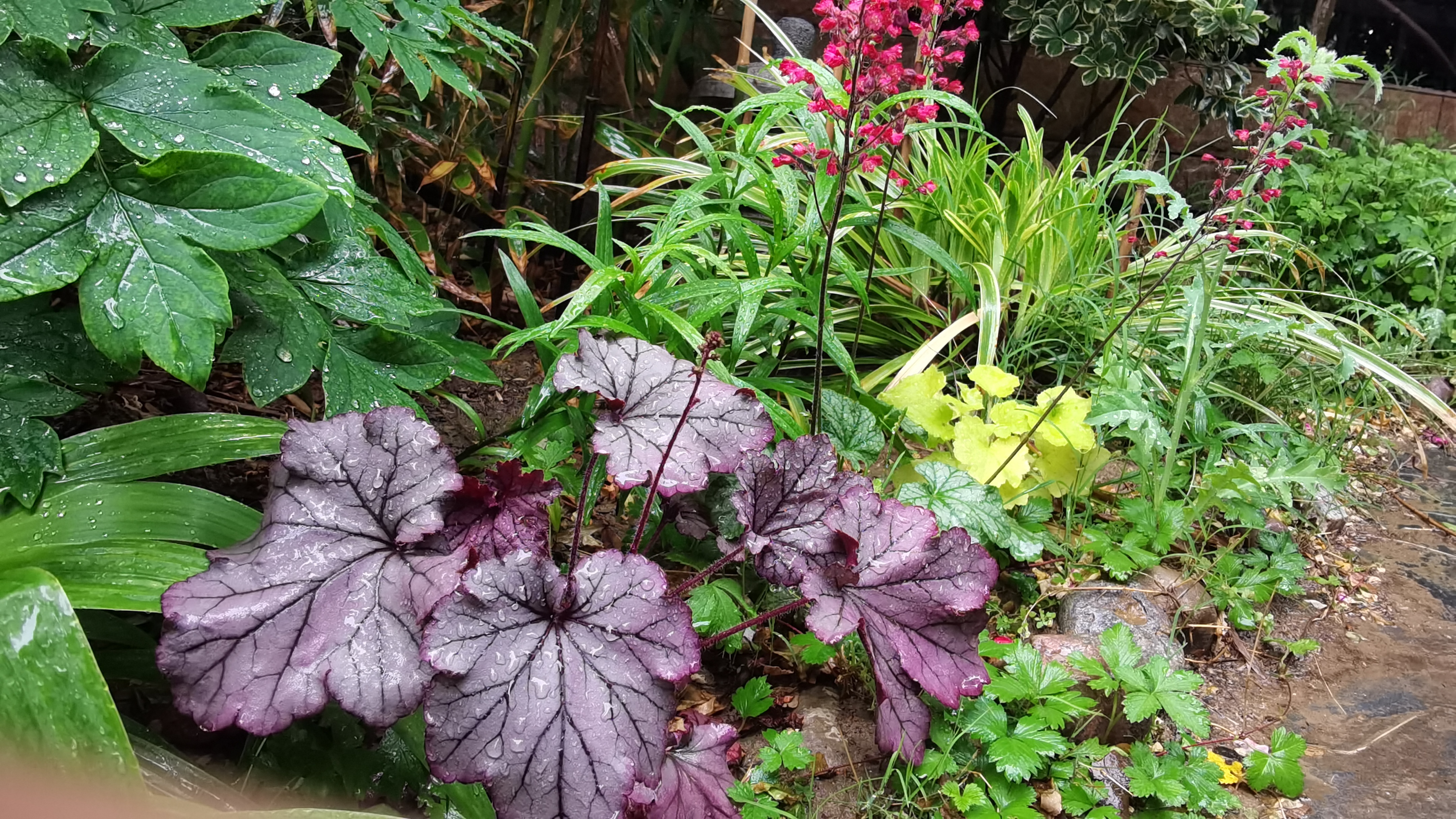 打造花境,这几款耐阴的地被植物不能错过