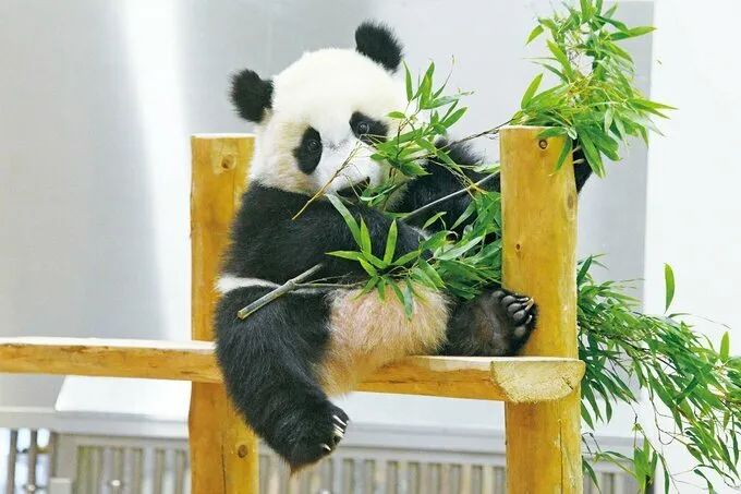 日本网友拍了组熊猫屁屁写真,网友:这我能看一辈子