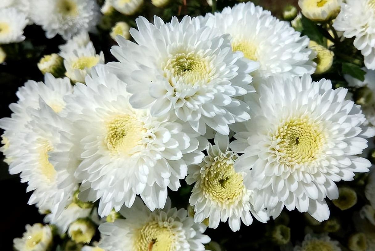 放眼于大自然,许多白色花朵都优雅高洁,它们是自然界的馈赠.