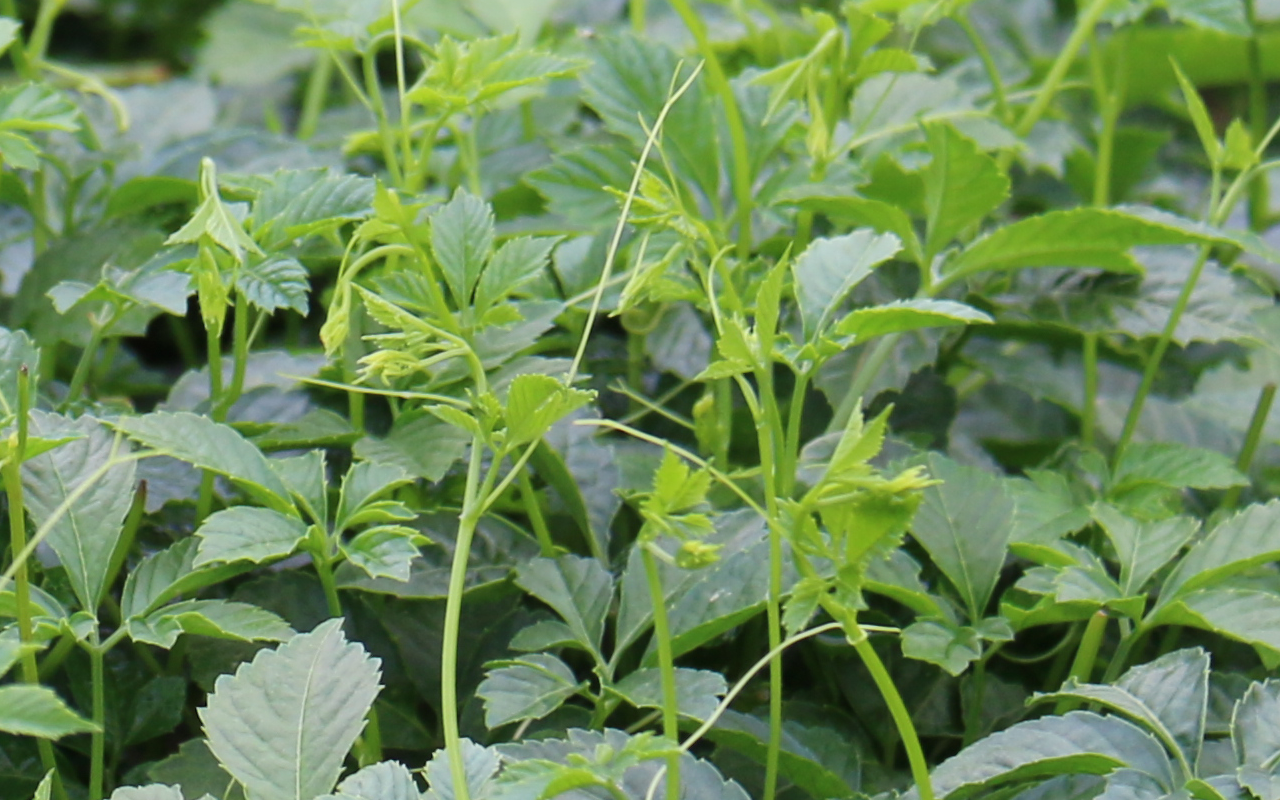 农村一种植物,被称为"南方人参",又名五叶参,七叶胆价值珍贵