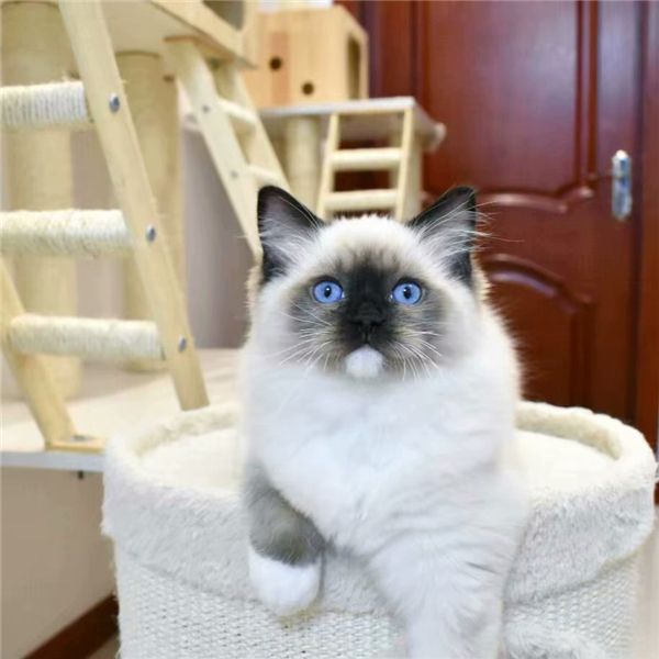 布偶猫和蓝猫配种是什么样子?布偶猫和蓝猫各自的特点