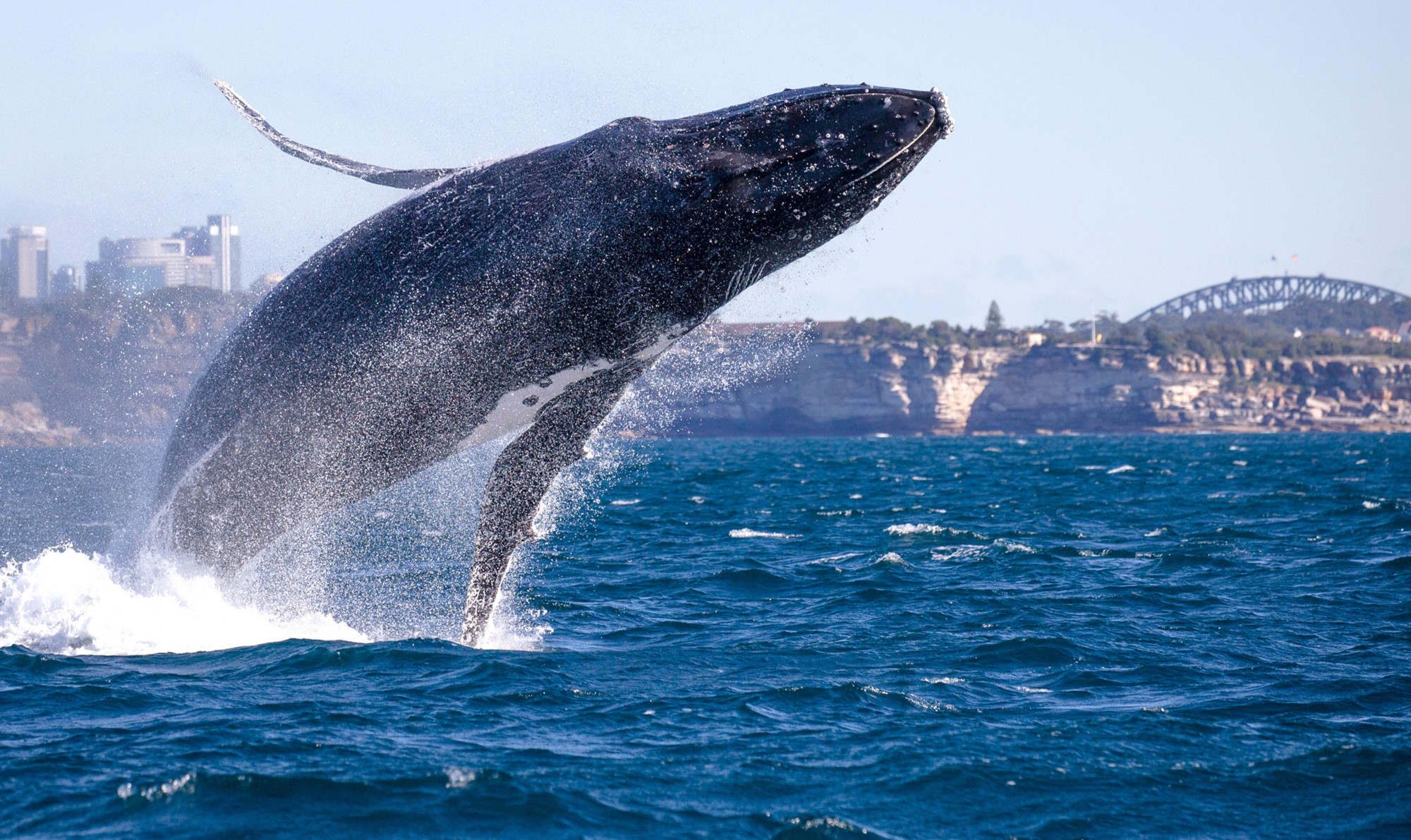为什么鲸鱼会跃出水面然后再重重地摔进海里?