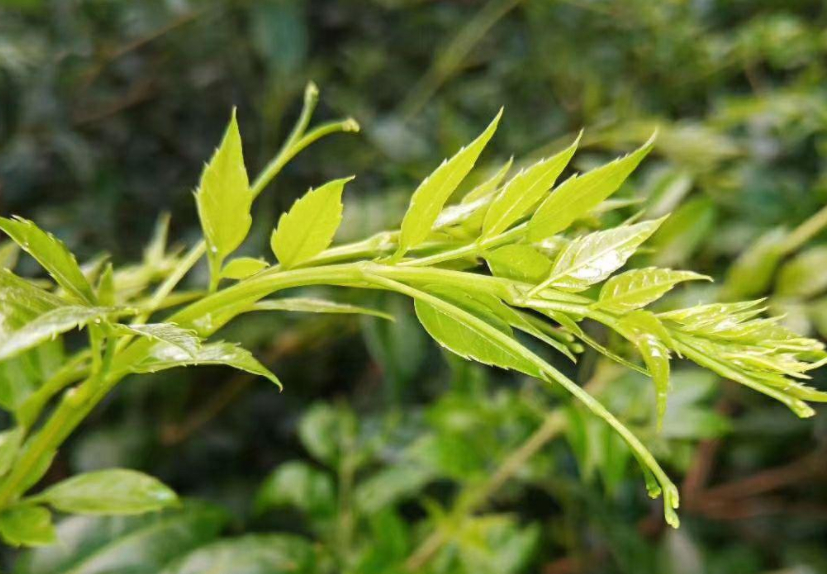 显齿蛇葡萄,又称神仙草,藤茶,3大优势,价值高,农民要了解!
