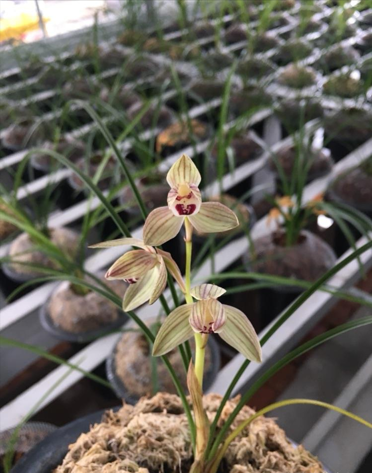 莲瓣兰中少有的复色荷瓣兰花"沧江荷 ",开品出众,香气怡人