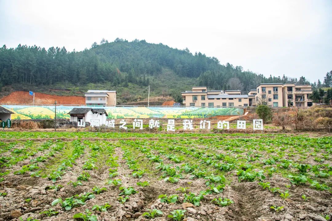 藏不住了龙南市临塘乡这个乡村振兴点的秘密