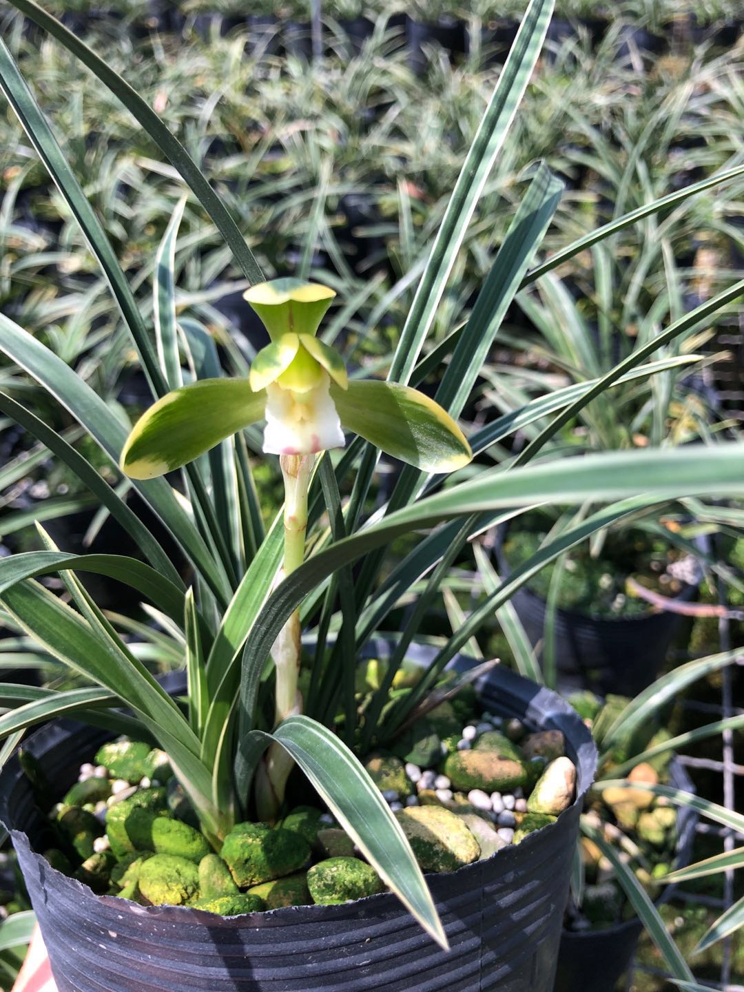 适合新手养的兰花,花艺双全,香味浓,简约大方又好养,雪山天草