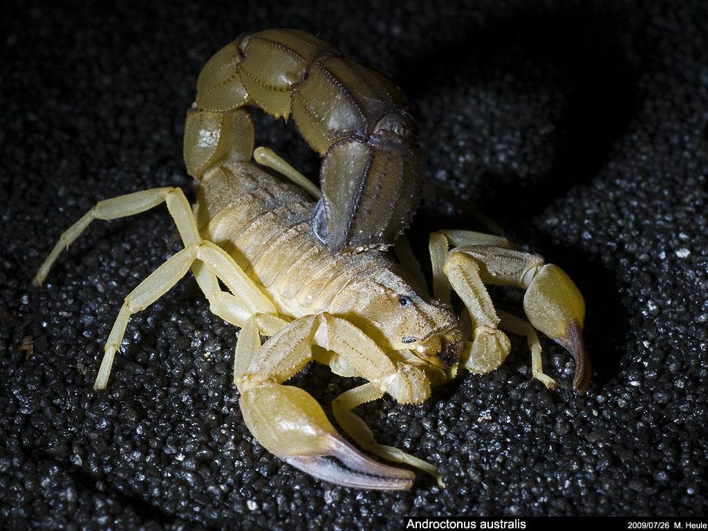 世界上最毒的5种巨蝎子,被咬会有致命危险!科普详解!