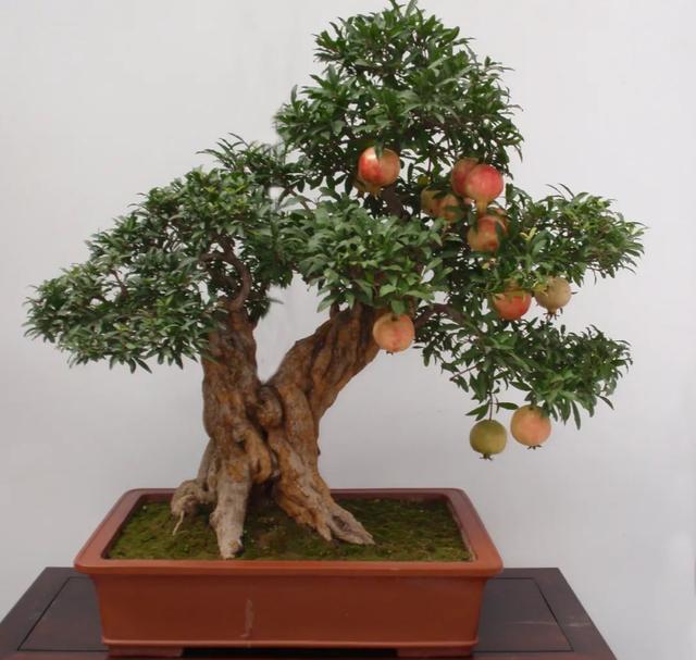 美如珍珠玛瑙,红红火火的石榴花,这么养护昌盛和睦人兴旺